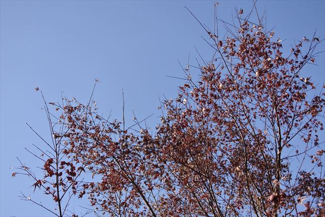 紅葉 青空 秋