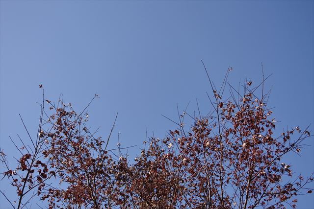 もみじ 青 空 秋 枯れ枝 紅葉 秋晴れ 冬晴れ