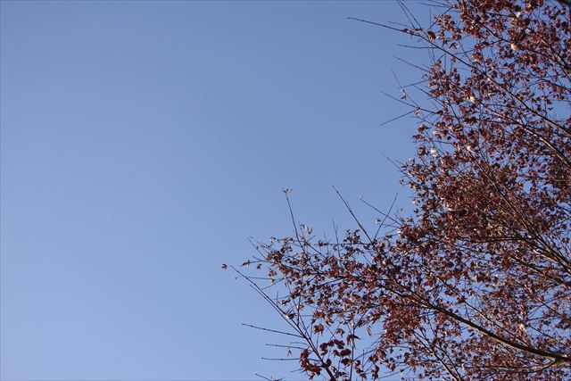 空 青 秋 枯れ枝 もみじ 紅葉 秋晴れ 冬晴れ