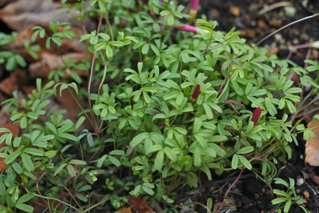 葉 花 赤 小さい かわいい 秋 冬 つぼみ 春