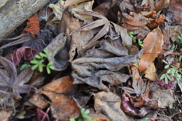 紅葉 草 冬 落ち葉 枯れ葉 秋
