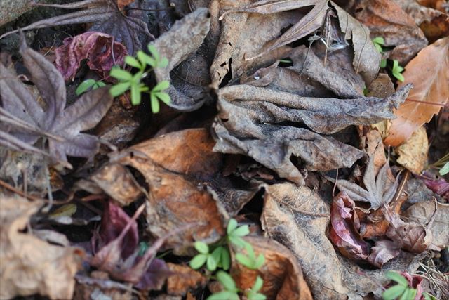 葉 小さい 草 紅葉 落ち葉 枯れ葉 秋