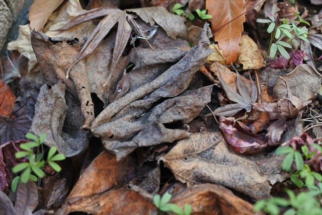 落ち葉 枯れ葉 冬 秋 葉 緑