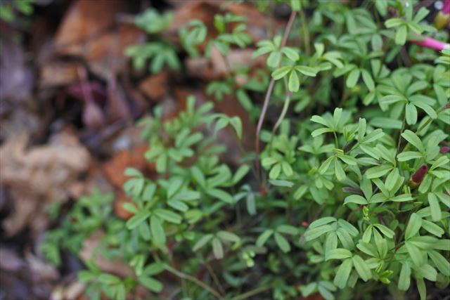 葉 小さい オキザリス 花 赤 秋 冬 つぼみ 春