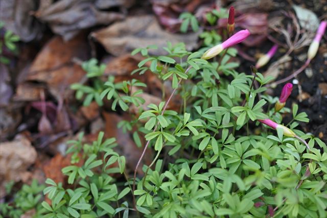 緑 葉 花 赤 秋 冬 つぼみ 春
