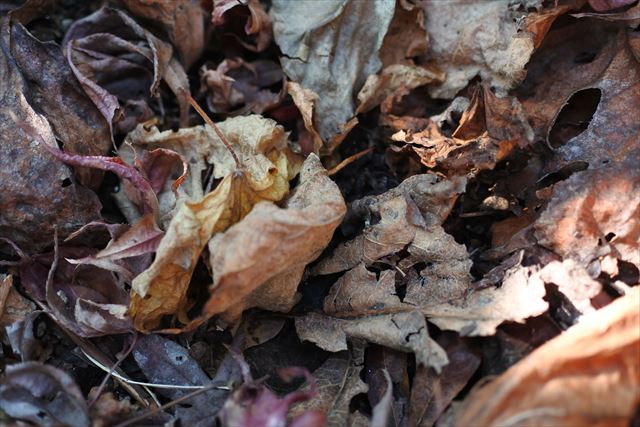 冬 紅葉 落ち葉 枯れ葉 秋