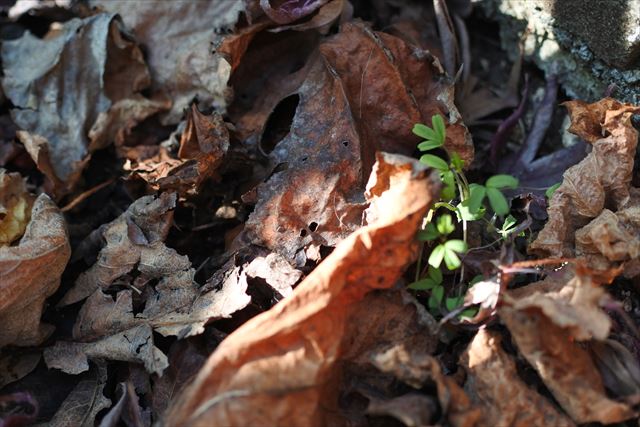 落ち葉 日差し 日向 木漏れ日 冬 枯れ葉 秋