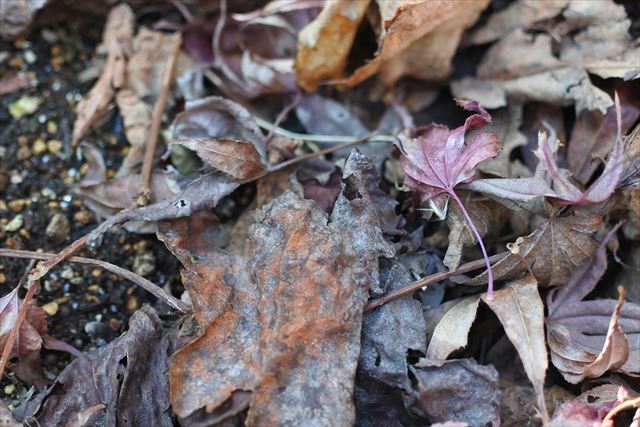 落ち葉 秋 冬 枯れ もみじ 赤