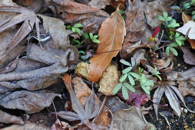 落ち葉 秋 冬 緑 葉