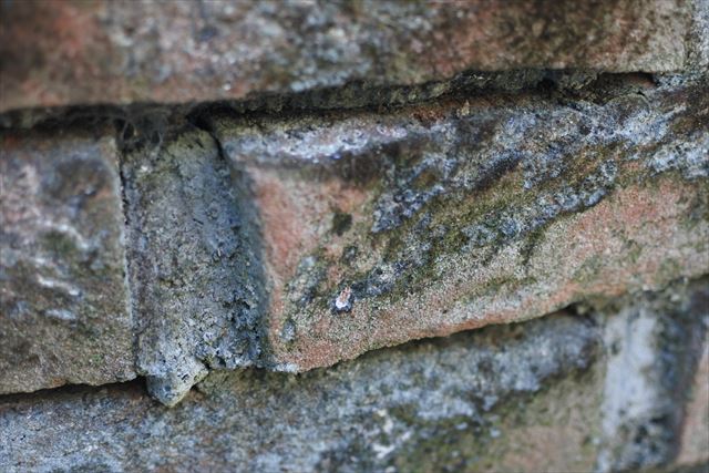 煉瓦 花壇 レンガ 古い 汚れ