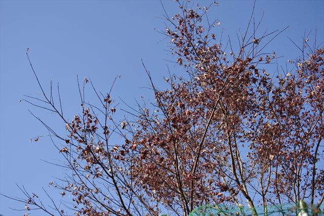 紅葉 青空 秋 枯れ枝 もみじ 秋晴れ 冬晴れ