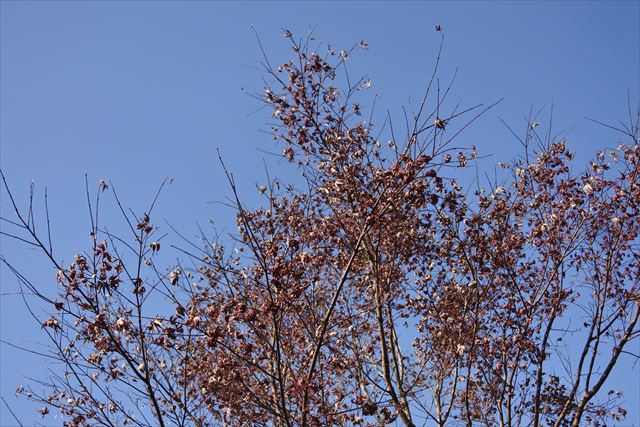 冬晴れ 青空 秋 枯れ枝 もみじ 紅葉 秋晴れ