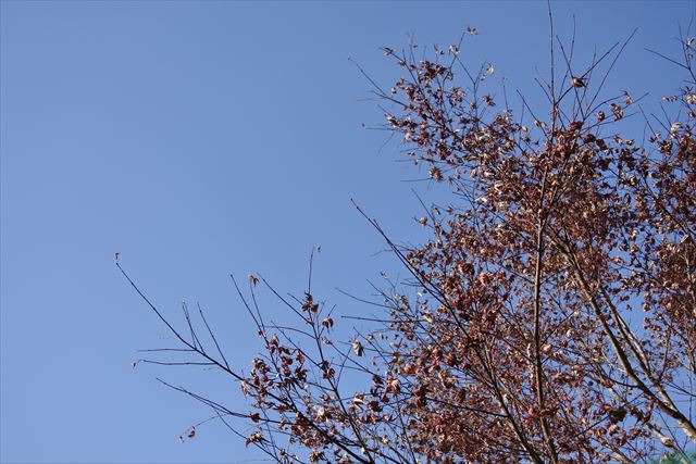 秋晴れ 青空 秋 枯れ枝 もみじ 紅葉 冬晴れ