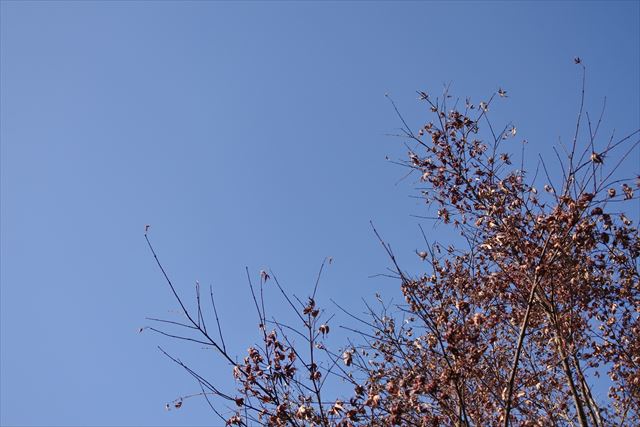 青空 秋 枯れ枝 もみじ 紅葉 秋晴れ 冬晴れ