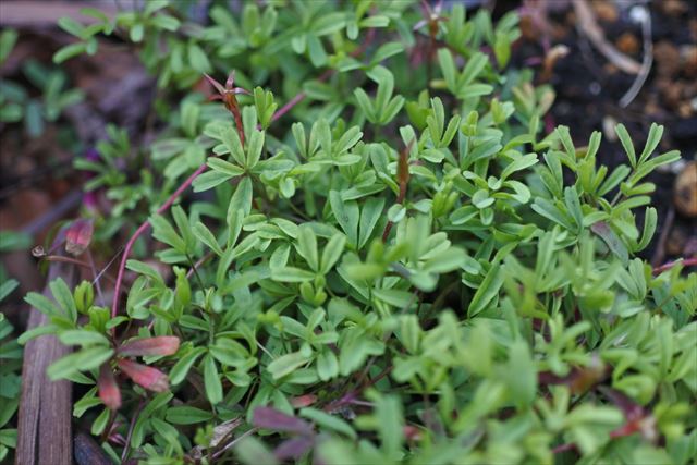 緑 葉 片隅 小さな かわいい 春