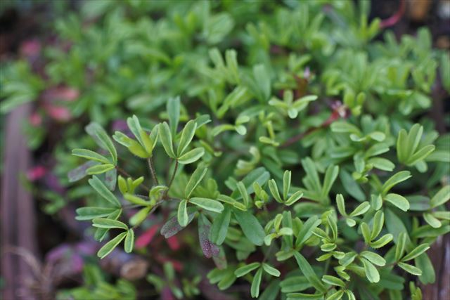 葉 小さい 密集 小花