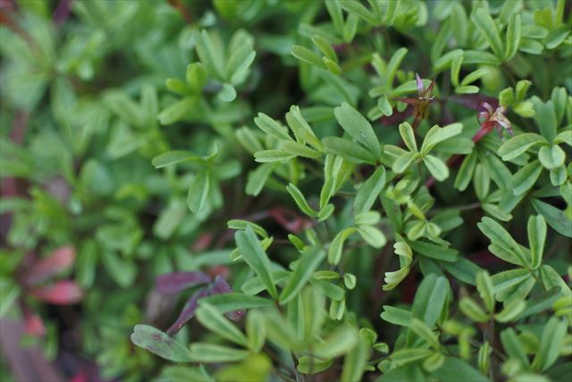 小さい葉 かわいい 緑 新緑 新芽 春