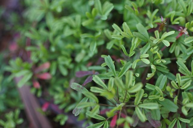 緑 オキザリス 葉 かわいい 小さい