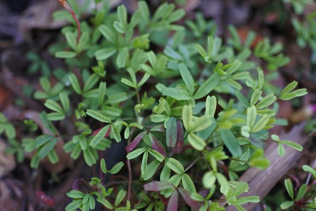 春 小さな 草 緑 葉 オキザリス
