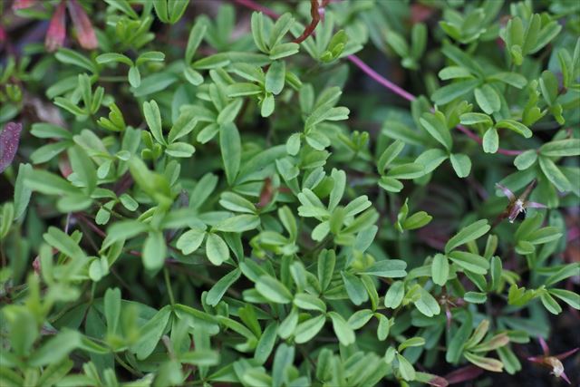 葉 小さな 緑 新芽