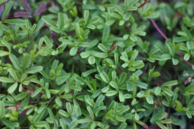 緑 小さな 葉 密集