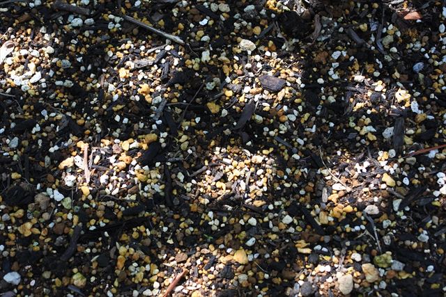 日差し 土 花壇 木漏れ日