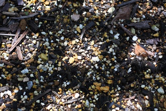 土 花壇 木漏れ日