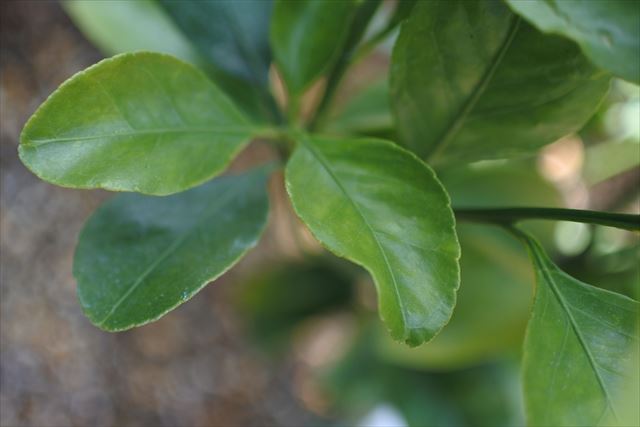 葉 緑 みかん 春