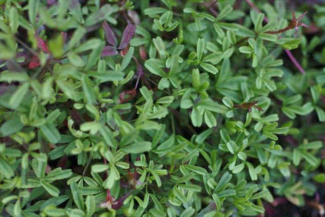 小さい葉 緑 茂る かわいい