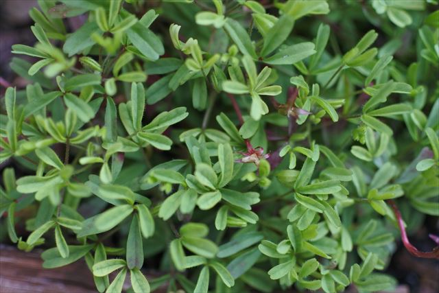 葉 緑 小さい オキザリス