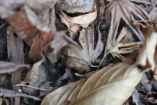落ち葉 枯れ葉 冬 乾燥