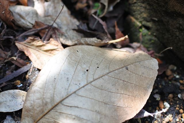 落ち葉 枯れ葉 冬 秋 日差し