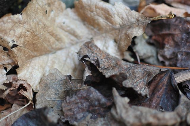 枯れ葉 紅葉 落ち葉 秋 冬