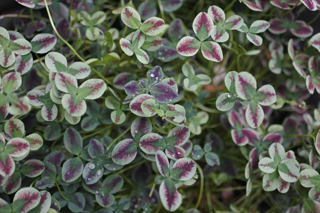 緑と赤のクローバー