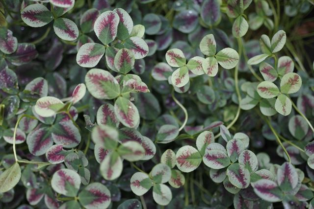 赤い色の入ったクローバー