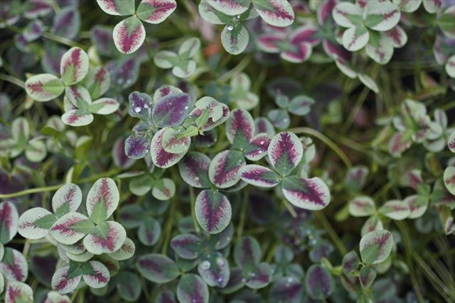 雨上がり。クローバーに水玉