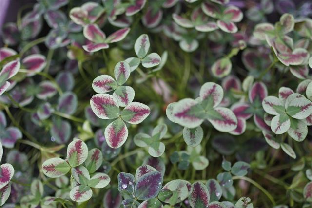 かわいいクローバー