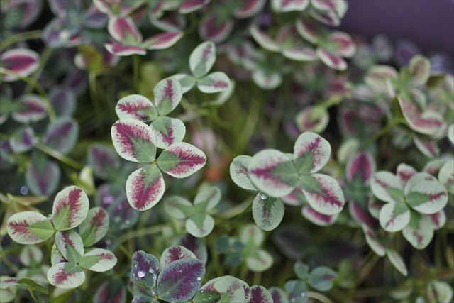 色とりどりのクローバー