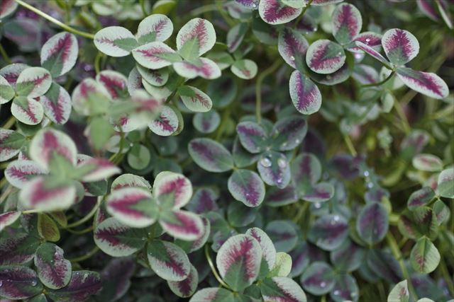 かわいいクローバーを見つけました