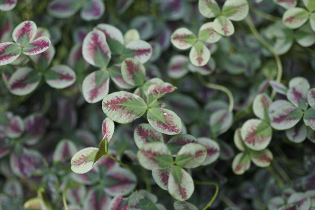 カラフルなクローバー発見