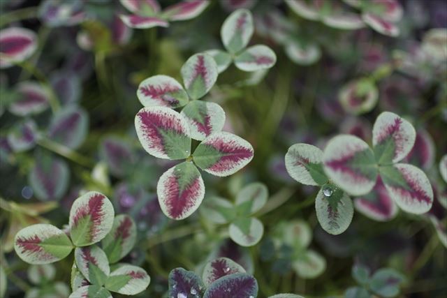 きれいなクローバー発見。なんていう品種なんだろう