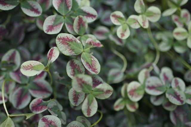 珍しい。クローバー。カラフルです。