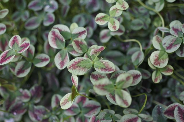 散歩をしていたらきれいなクローバーを発見