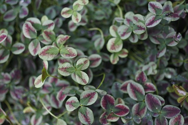 珍しいです。色がかわいいクローバー