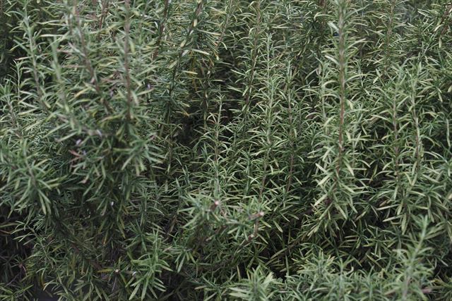 ローズマリーがよく茂っています。見事です