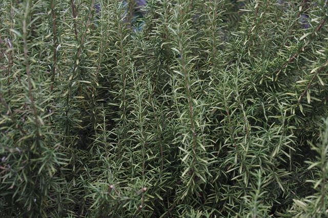 ローズマリーを料理に使ってみようと思う