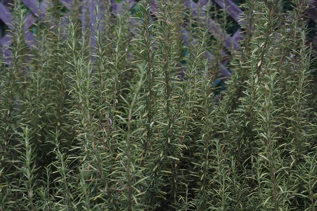 私はローズマリーが大好きで