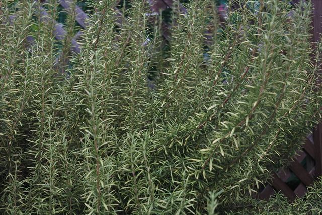 きれいなローズマリーだと思いました