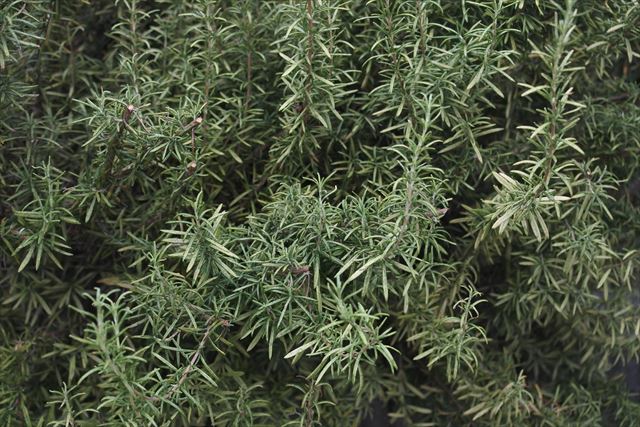 ローズマリーが茂っている
