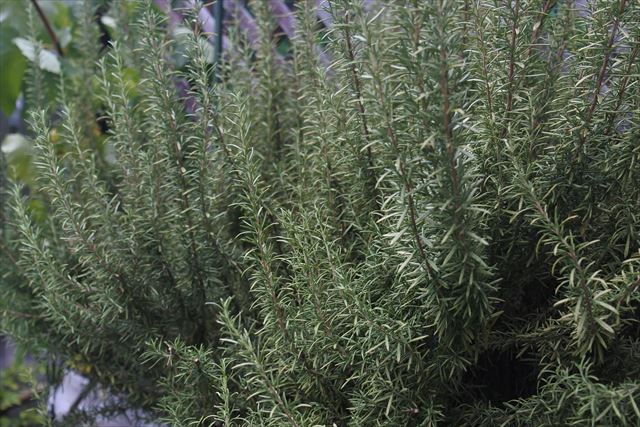 ローズマリーは日当たりが好きみたい